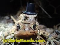 /home//u458753944/public_html/sourcegallery///////////////////////////////////////////Roxborough Toad Detour/2013-2019/2016/2016-03-31/P3310637.JPG
